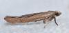 Zelleria hepariella